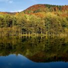 Double forest