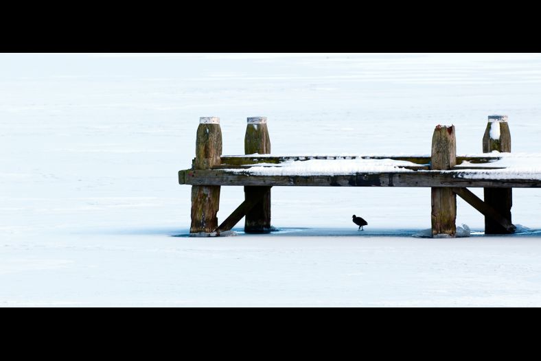a frozen landing with a coot