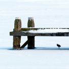 a frozen landing with a coot