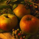 Three Large Bramleys