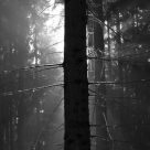 Tree line