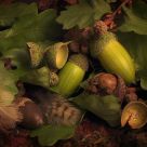 Acorns