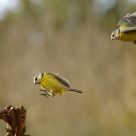 Landing