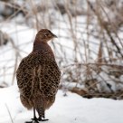 pheasant in the snow