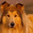 The Collie II