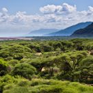Green Savannah