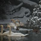 Winter scene