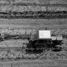 Grape cultivation