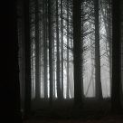 dark and foggy