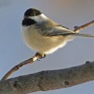 Black-Capped Chickadee