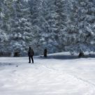 To The Winter Forest