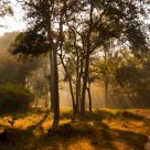Rays through the foliage