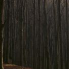 The Forest 2