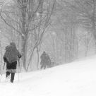 The Snowfall