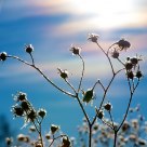 Frosty, Prickly Bokeh Against a Painted Sky
