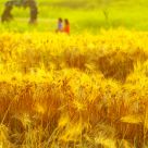 Golden field