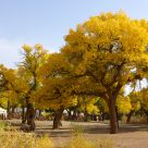 Populus