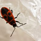Pyrrhocoris Apterus