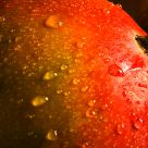 Mangue Erotique