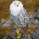 Snowy Owl wink