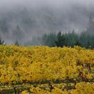 Fall Vineyards