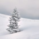 Winter Peace