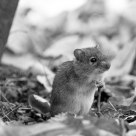 Human sight at mouse life       Ð§ÐµÐ»Ð¾Ð²ÐµÑ‡ÐµÑÐºÐ¸Ð¹ Ð²Ð·Ð³Ð»ÑÐ´ Ð½Ð° Ð¼Ñ‹ÑˆÐ¸Ð½ÑƒÑŽ Ð¶Ð¸Ð·Ð½ÑŒ