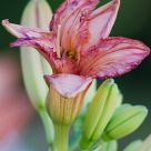 pastel day lily