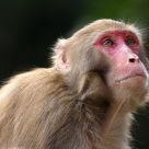Monkey Hopes
