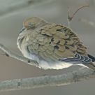 Peaceful Mourning Dove