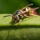 Yellowjacket