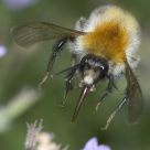 Nectar Zone