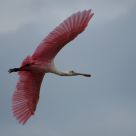 Roseate Spoonbill in Flight