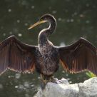 Anhinga Display