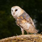Barn Owl