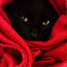 Cat's eyes