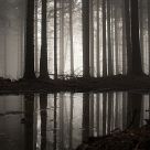 foggy forest