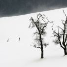 Twins II