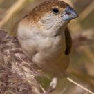 Egyptian sparrow