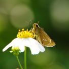 Collecting pollen