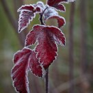 Ninebark