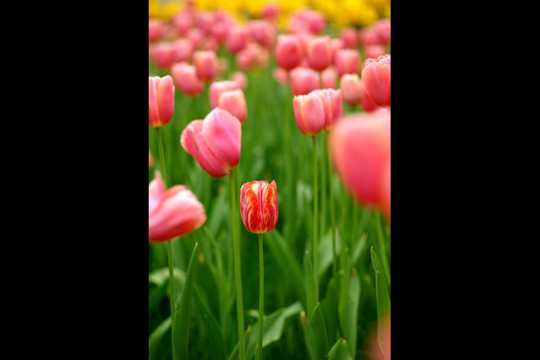 Tulip