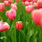 Tulip