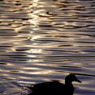 Tranquility