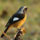 Daurian Redstart