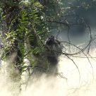 baboon climbs a tree