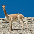 Vicuna