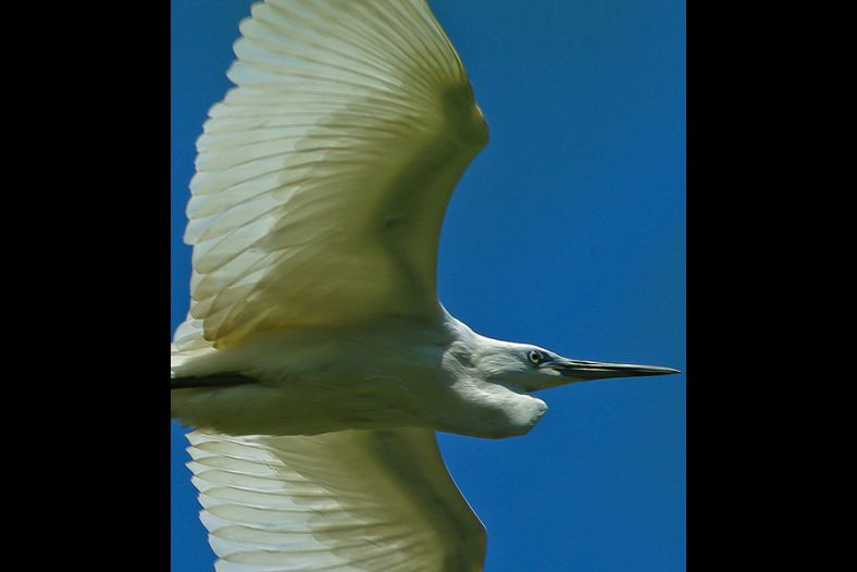 Egret