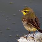 Yellow Wagtail