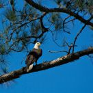 Bald Eagle of Bennett's Point